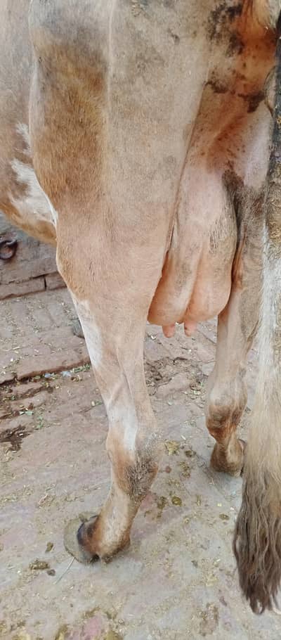 dudh 13 kg Jersey cross Sath wachi