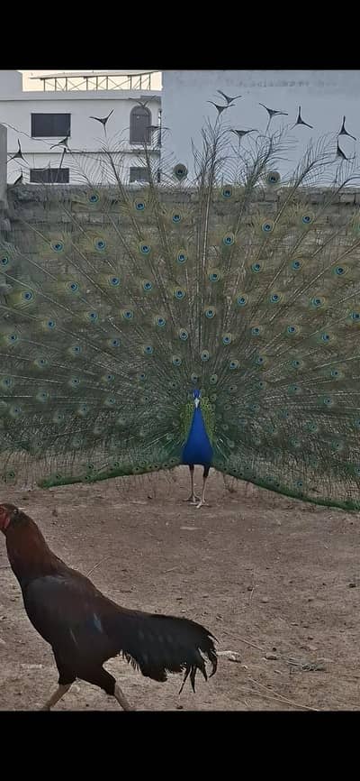 05 Pcs Breeder Peacocks