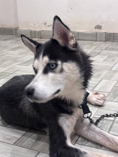 Siberian husky single coat