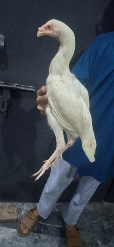 Aseel Shamo And Different Breeds For Sale