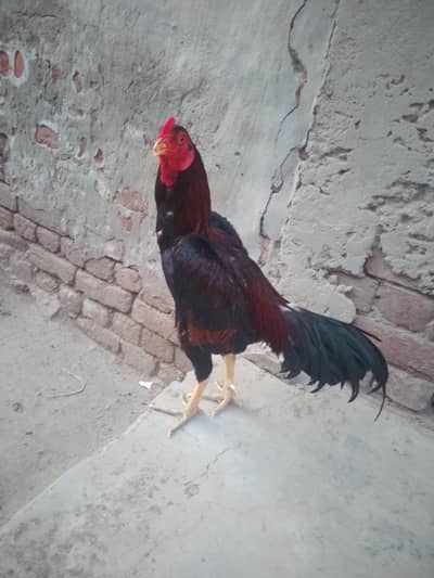 for sale