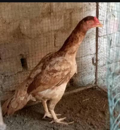 aseel lakha pair Madi ande de rahi hai my no only whatsapp 03132556509
