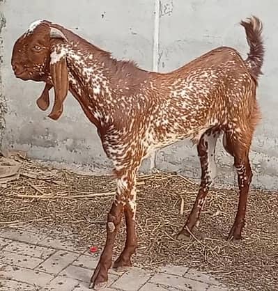 Makkhi cheena bakra for sale .