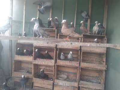 Mukhi Breeder pairs and pathy