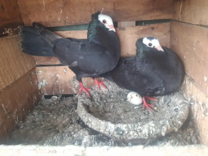 Mukhi Breeder pairs and pathy — photo 2