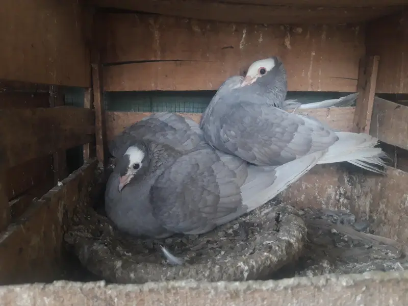 Mukhi Breeder pairs and pathy — photo 3