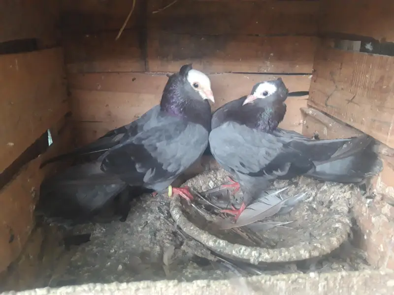Mukhi Breeder pairs and pathy — photo 5