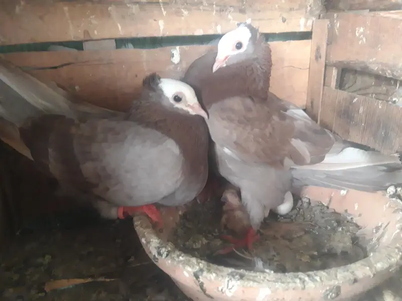 Mukhi Breeder pairs and pathy — photo 7