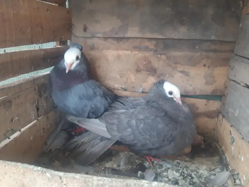 Mukhi Breeder pairs and pathy — photo 8