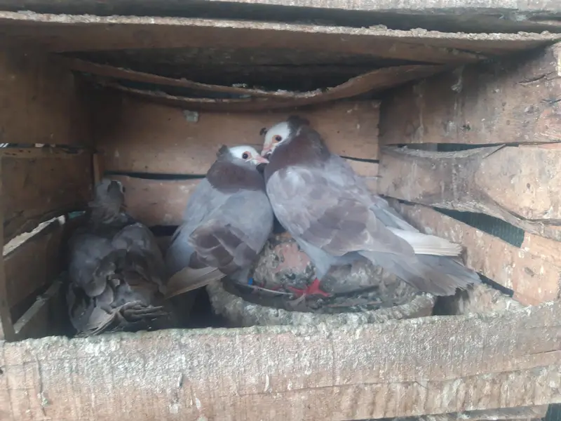 Mukhi Breeder pairs and pathy — photo 9