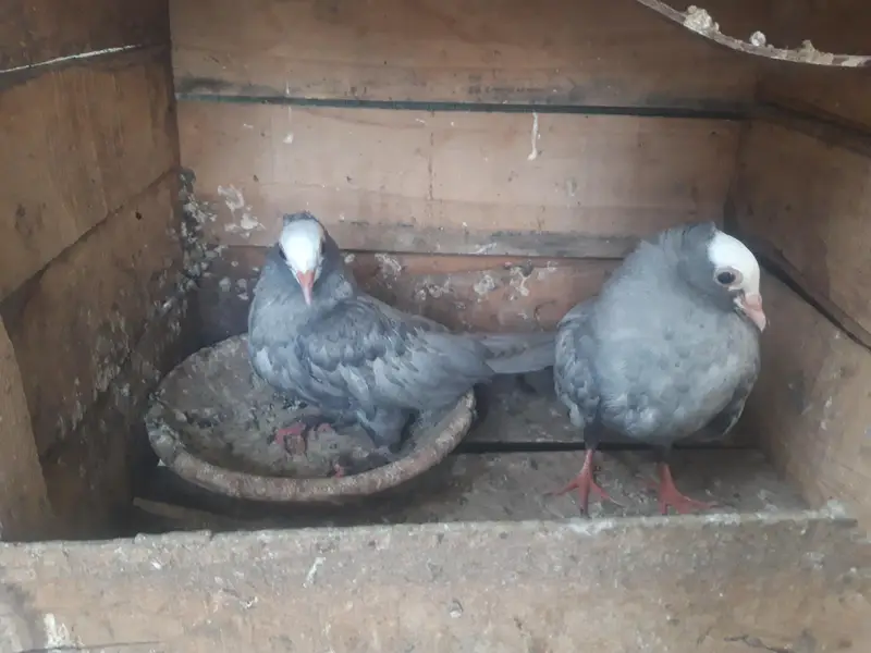 Mukhi Breeder pairs and pathy — photo 10