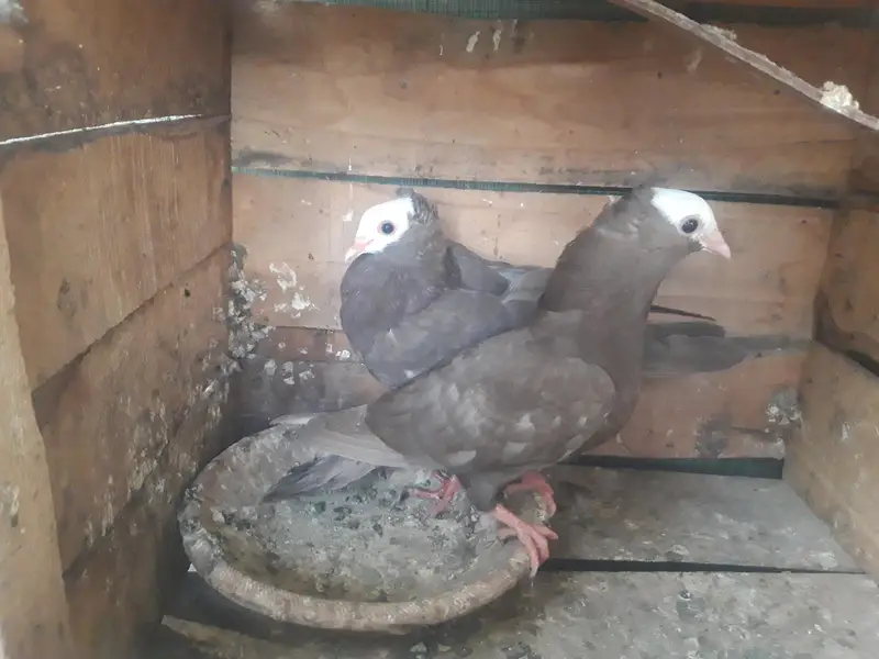 Mukhi Breeder pairs and pathy — photo 11