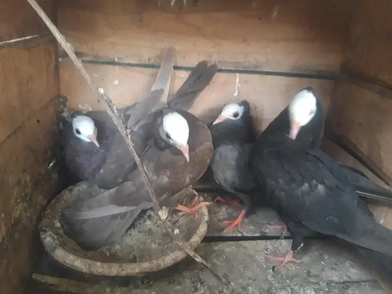 Mukhi Breeder pairs and pathy — photo 12
