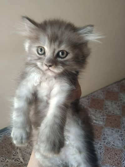 sami punch face persian kittens