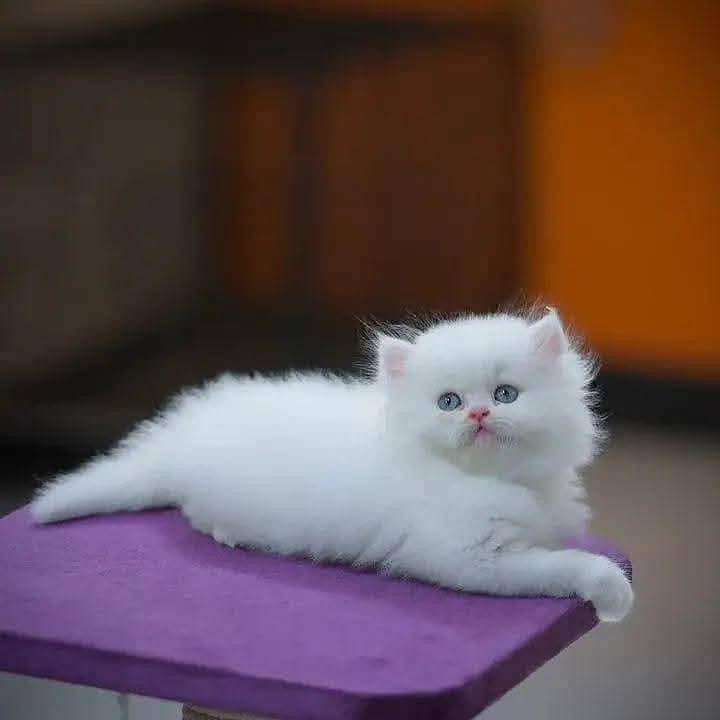 kittens 0