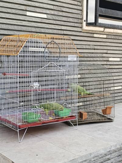 parrot sale