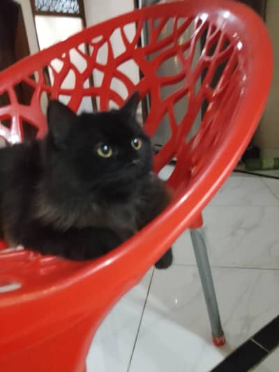 Adorable black male Persian triple coated with circle on neck