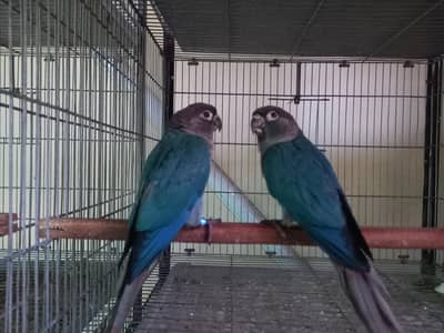 voilet/blue turquoise bf-bc conure pairs available