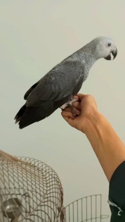African Grey parrot