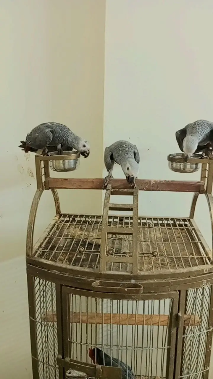 African Grey parrot — photo 2