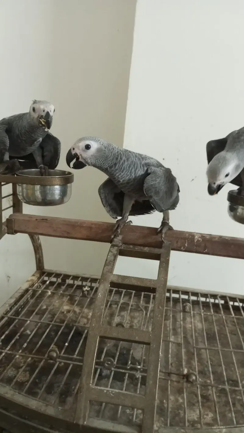 African Grey parrot — photo 3