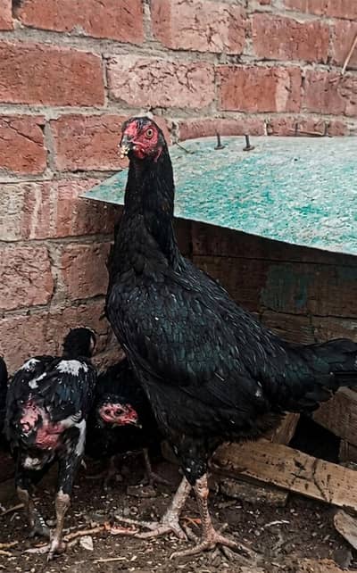 Pure Aseel Troat Pakoye