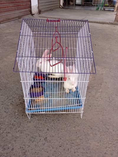 Birds Cage
