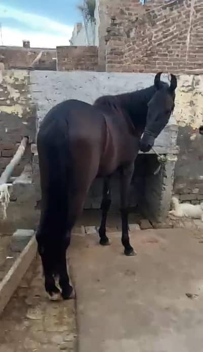 vacheriii for sale . . . height 58  inches