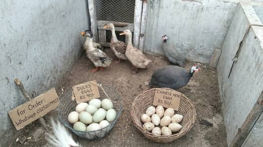 Ducks and Hens egg
