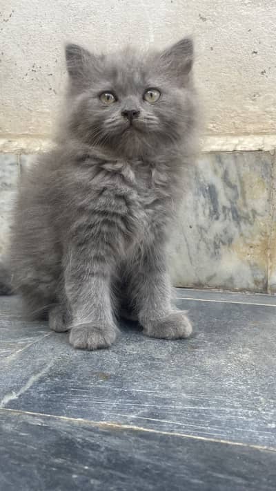 Persian kittens with beautiful eyes