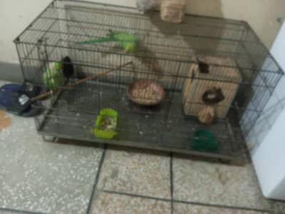 Green breeder pair for sale