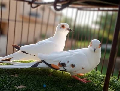 palefallow dove