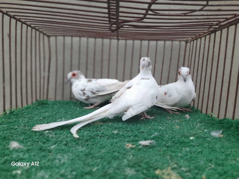 palefallow dove 4