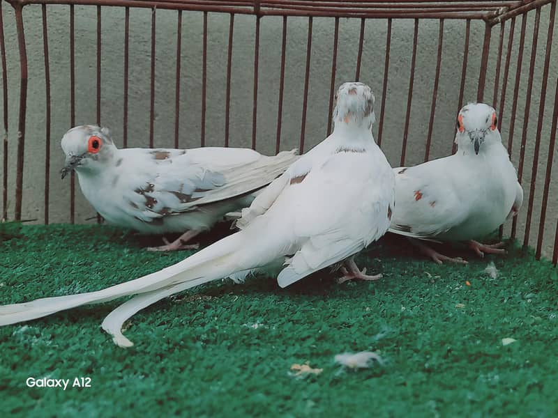 palefallow dove 5