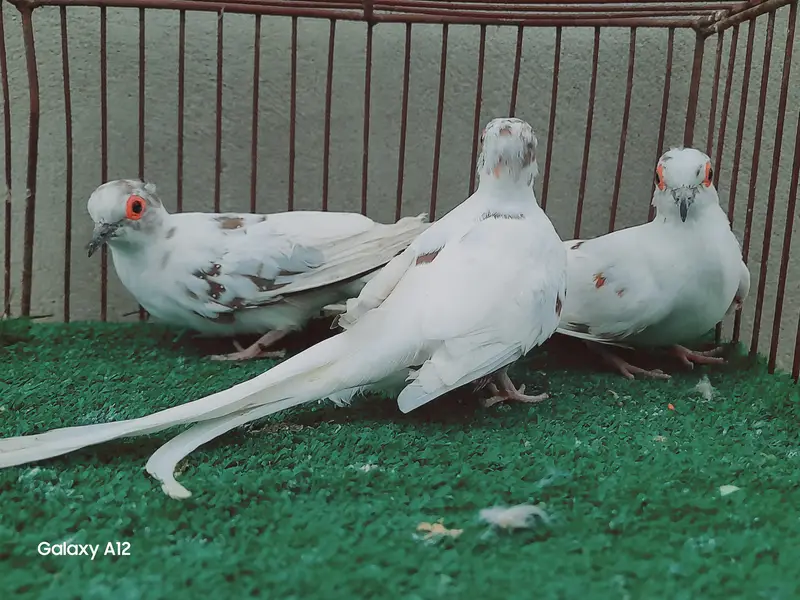 palefallow dove — photo 6