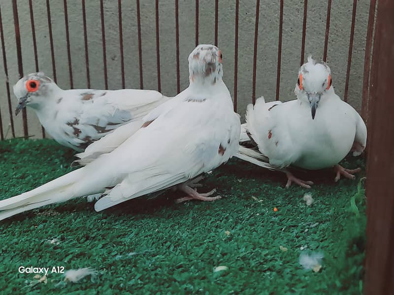 palefallow dove 6