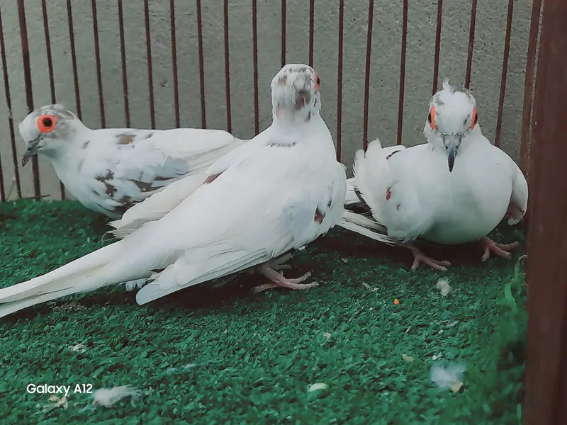 palefallow dove — photo 7