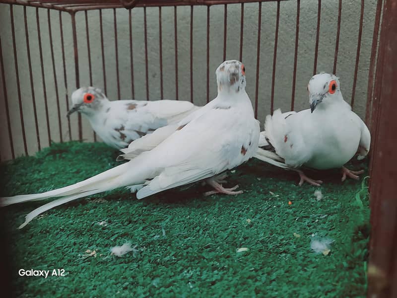 palefallow dove 7