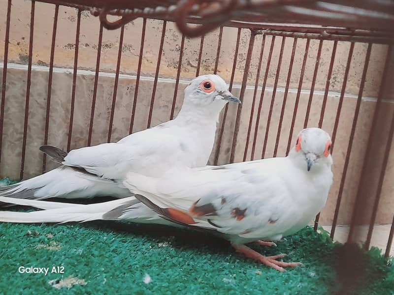 palefallow dove 8