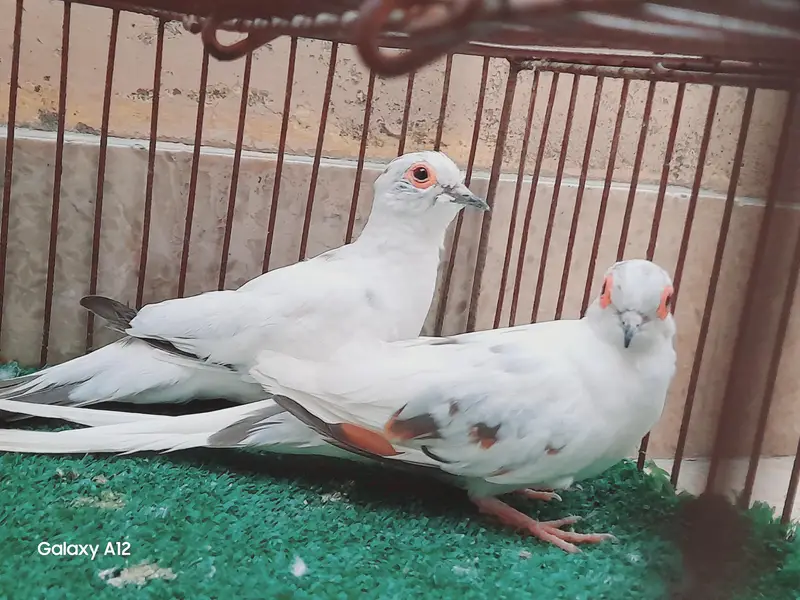 palefallow dove — photo 9