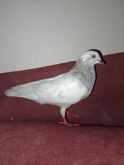 male pigeon for sale pigeon is fly on bazi