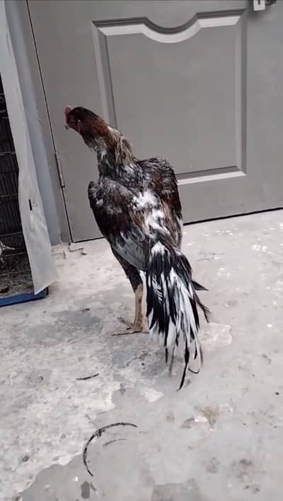 Aseel saleta murgha long tail