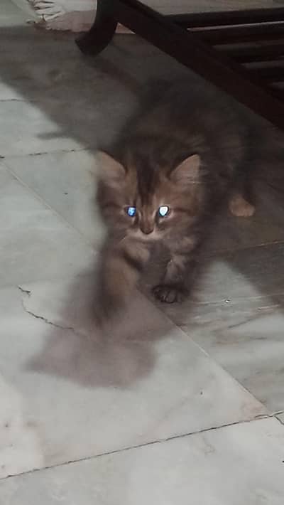 Persian kitten