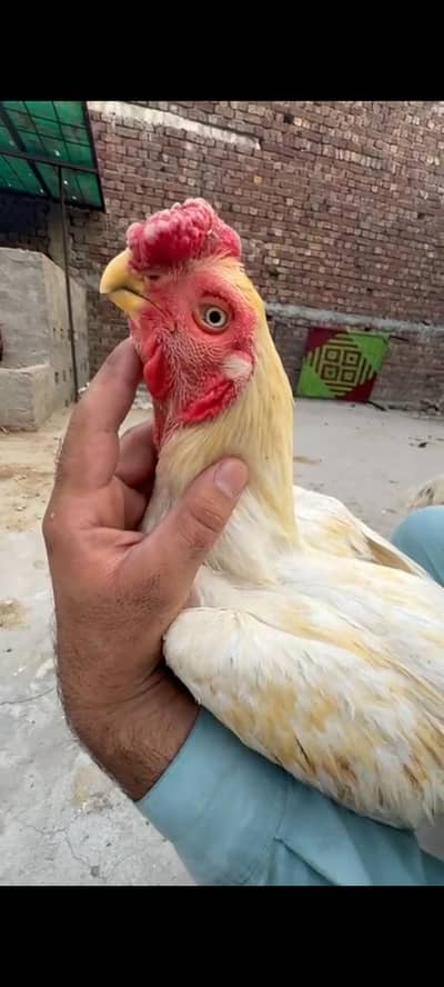 indian parrot bek long tail high quality pair