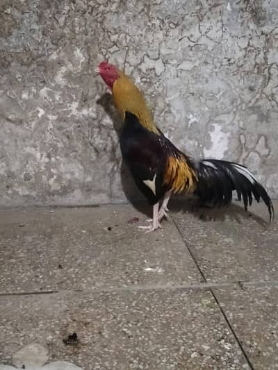 Reza Aseel chicks and breeder pair