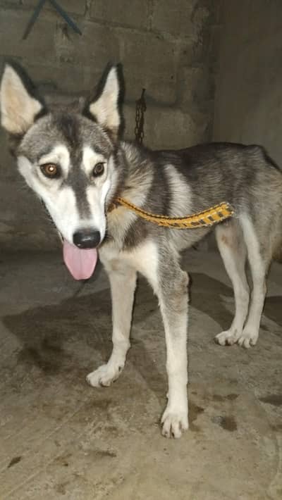 Husky Dog