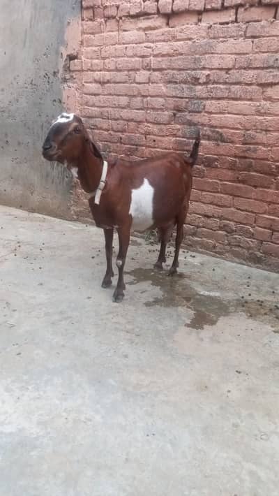 gaban bakri for sale tiyar. ha
