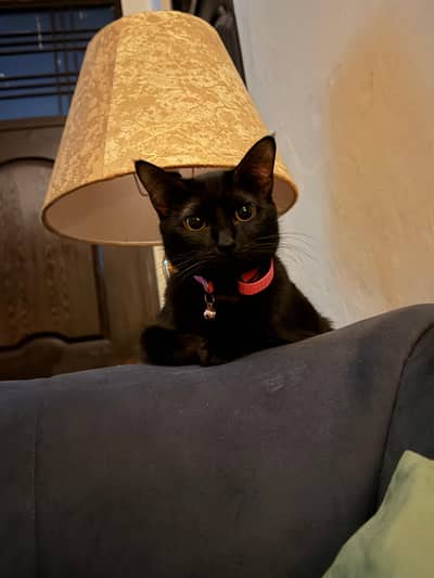 Turkish cats