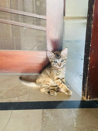 Kitten For Sale