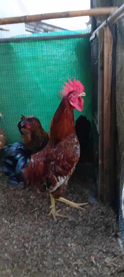 Breeder Male healthy and active 03212144916